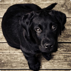 Matrimonio a Villa Necchi Campiglio, Milano